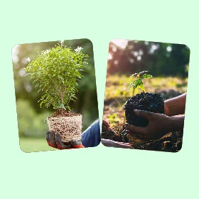 tree plantation